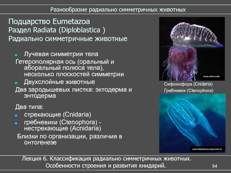 Двухслойные животные. Гребневики характеристика. Тип гребневики общая характеристика. Гребневики систематика. Класс гребневики характеристика.