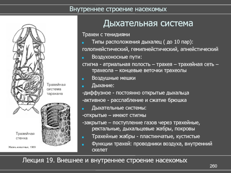 Дыхательная система насекомых рисунок