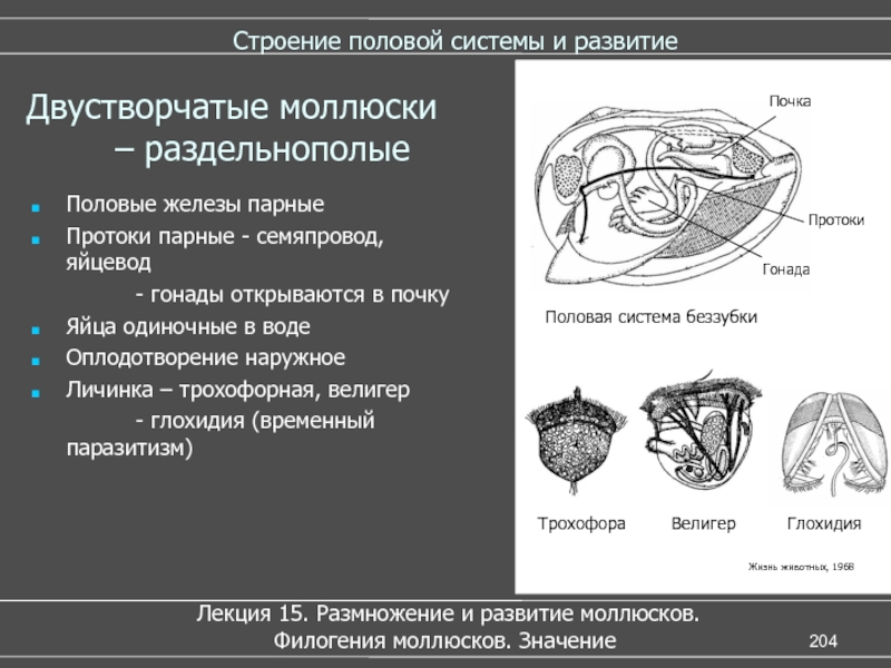 Анатомия половых желез. Тип двустворчатые моллюски строение. Класс двустворчатые половая система. Строение моллюсков класс двустворчатые.