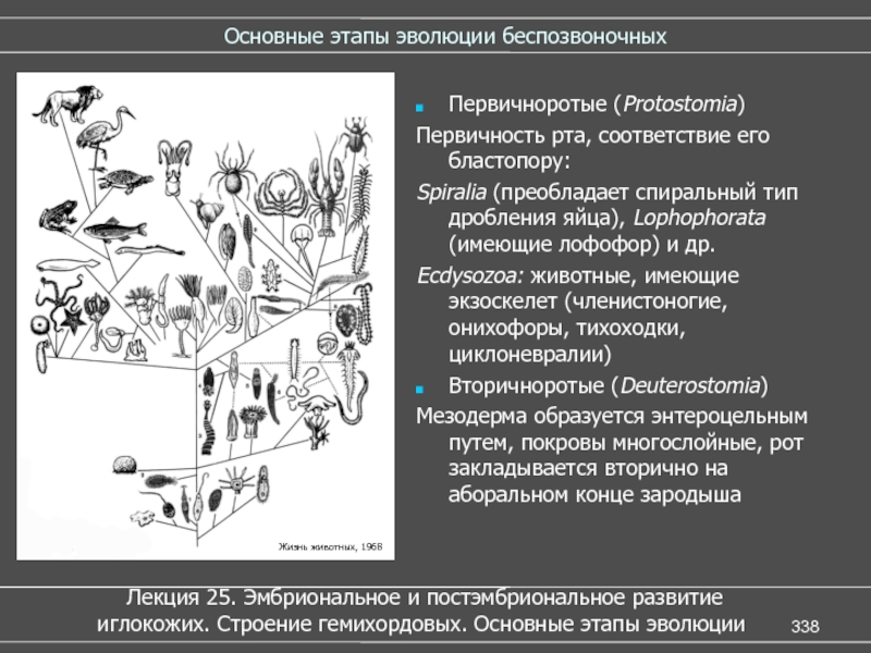 Эволюция беспозвоночных схема