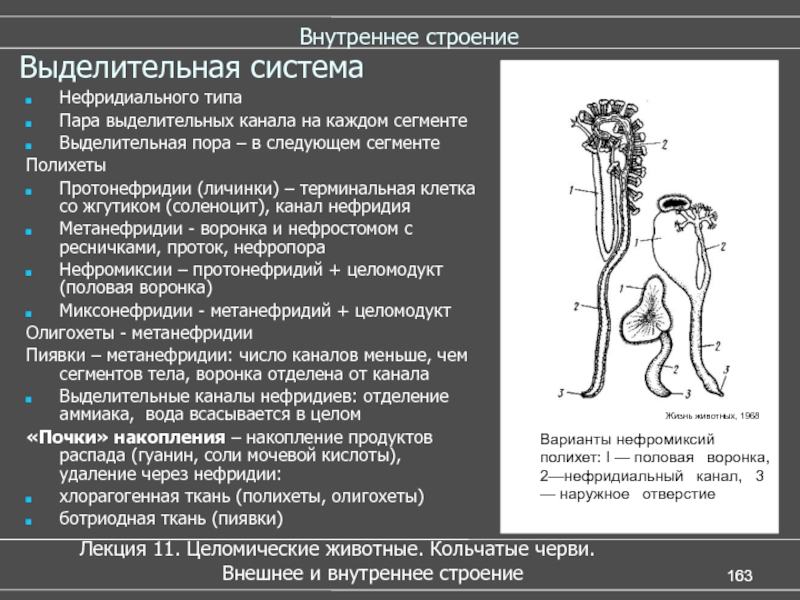 Выделительная система животных. Протонефридии и метанефридии. Выделительная система нефридиального типа. Типы строения выделительной системы. Строение выделительной системы животного.