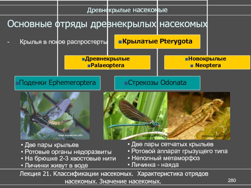 Сравнительная характеристика насекомых. Классификация насекомых. Общая характеристика отрядов насекомых. Отряды насекомых презентация. Систематика насекомых таблица.