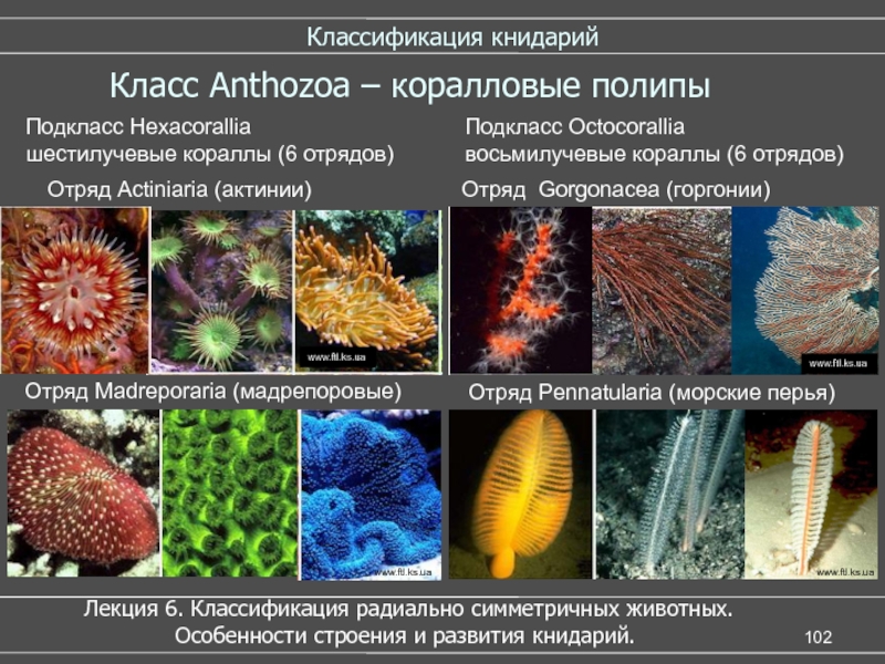 Сравнительная характеристика шести и восьмилучевых кораллов. Класс коралловые полипы (Anthozoa). Коралловый полип царство Тип класс отряд. Коралловый полип систематика класс. Шестилучевые коралловые полипы.