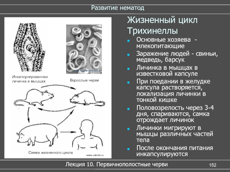 Трихинелла жизненный цикл схема