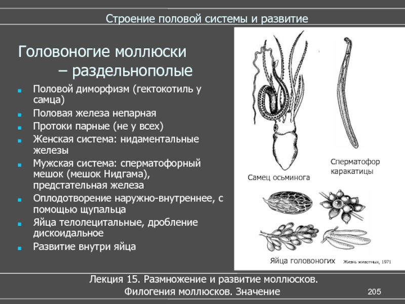 Полова система. Моллюски половая система. Размножение головоногих. Половая система головоногих. Строение половой системы.