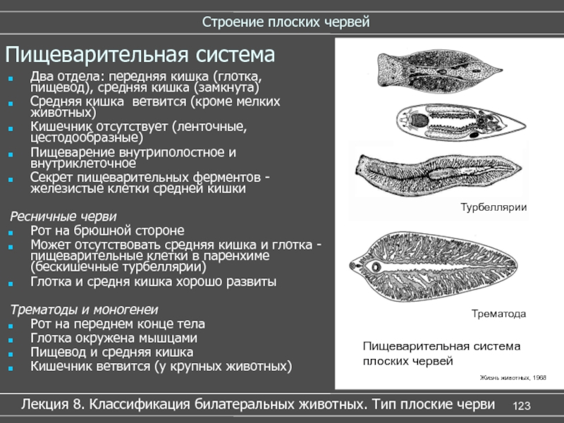 Тип системы плоских червей. Строение пищеварительной системы плоских червей. Тип плоские черви пищеварительная система. Тип плоские черви пищеварительная система строение. Классификация внутреннего строения плоских червей.