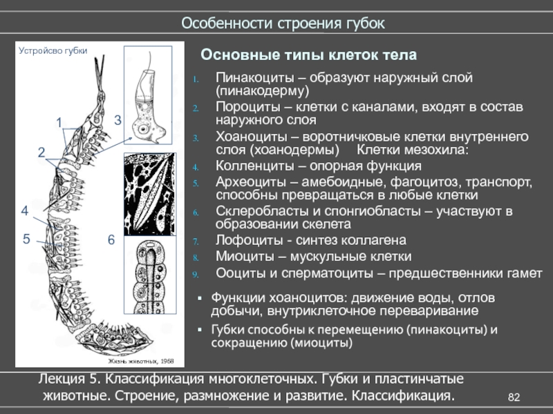 Зарисуйте схему строения губки подпишите основные части опишите особенности внешнего строения губки