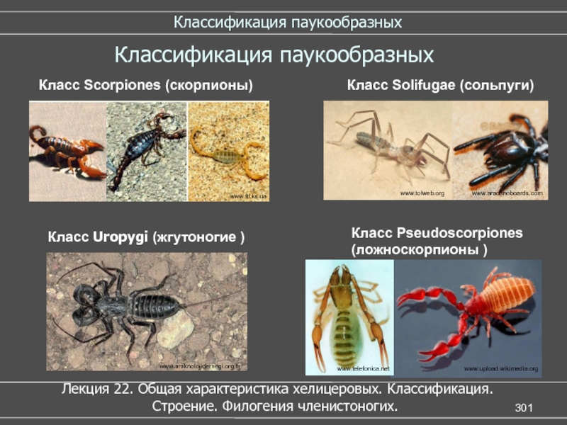 Класс паукообразные отряды. Паукообразнеклассификация. Классификация паукообразных. Класс паукообразные классификация. Класс паукообразные Скорпионы.