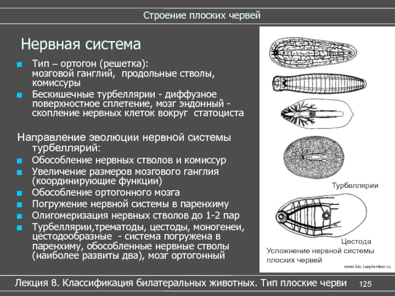 Тип нервной системы плоских. Ортогон у турбеллярий. Ортогон нервная система. Нервная система плоских червей ортогон. Типы нервной системы у турбеллярий.