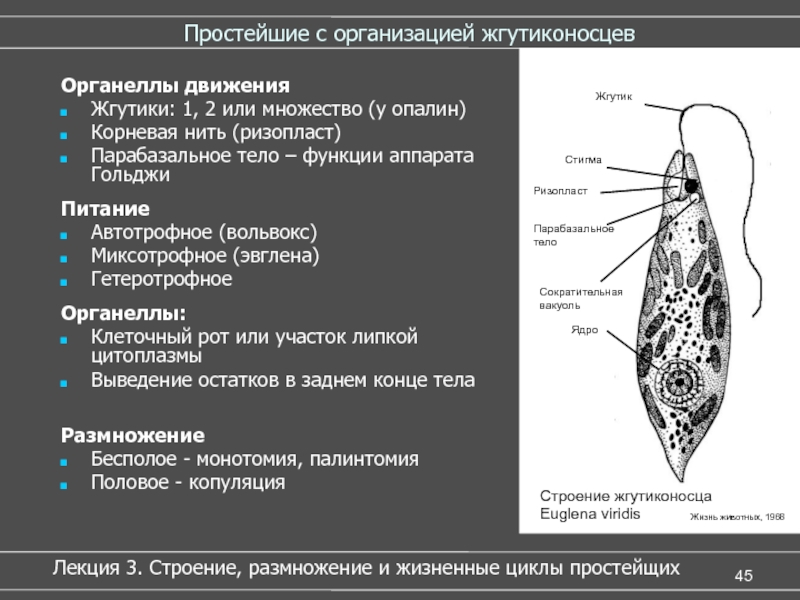 Форма тела жгутиков. Строение жгутиконосца Бодо. Жгутиконосцы строение жгутикового аппарата. Строение жгутиконосцев таблица. Строение жгутиконосцев.