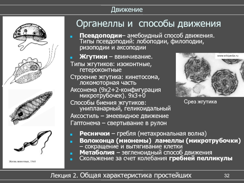 Движение псевдоподий