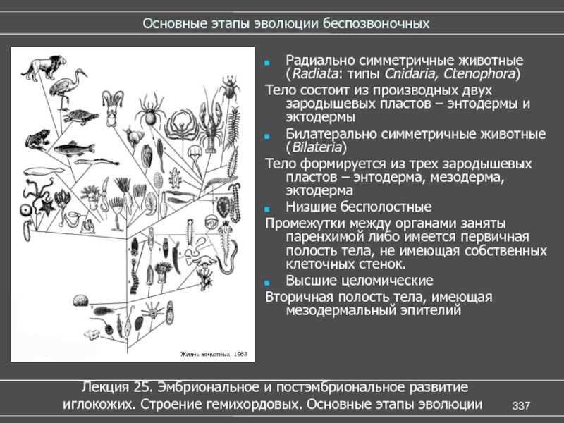 Основные этапы эволюции животных презентация