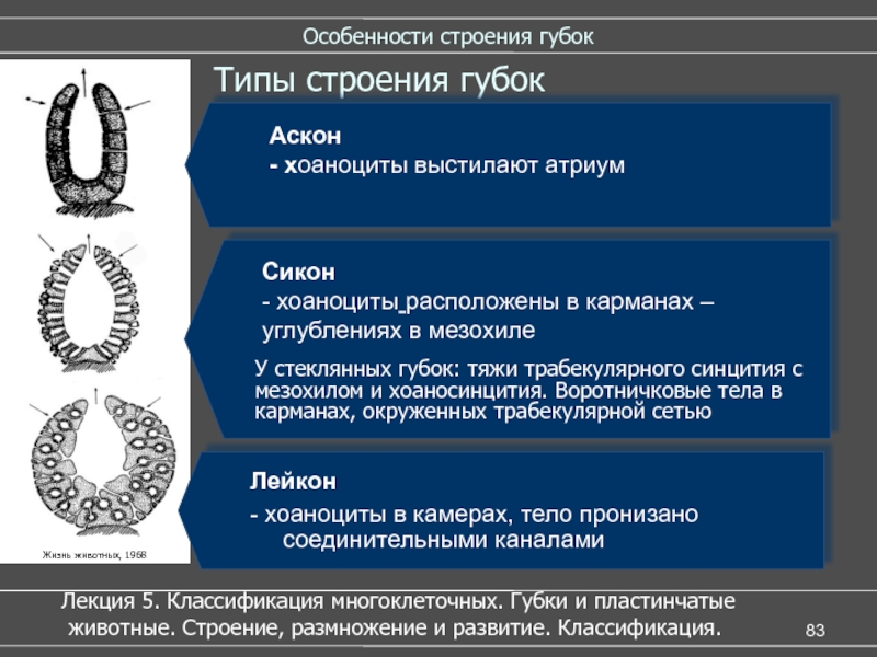 Какие типы строения. Типы губок АСКОН Сикон Лейкон. Строение губок АСКОН Сикон Лейкон. Губки строение тела АСКОН Сикон Лейкон. АСКОН Сикон Лейкон строение.