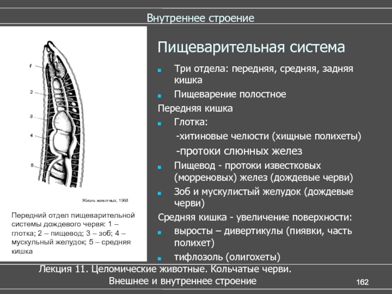 Строение три. Строение пищеварительной системы кольчатых червей. Пищеварительная система полихет. Пищеварительная система олигохет. Строение олигохет внутреннее.