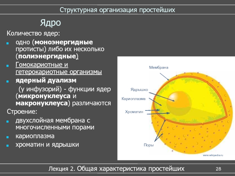 Кариоплазма. Функции макронуклеуса и микронуклеуса у инфузорий. Строение микронуклеуса. Гомокариотные. Сколько оболочек у макронуклеуса.