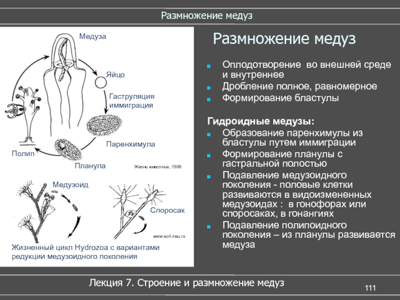 Размножение медузы схема