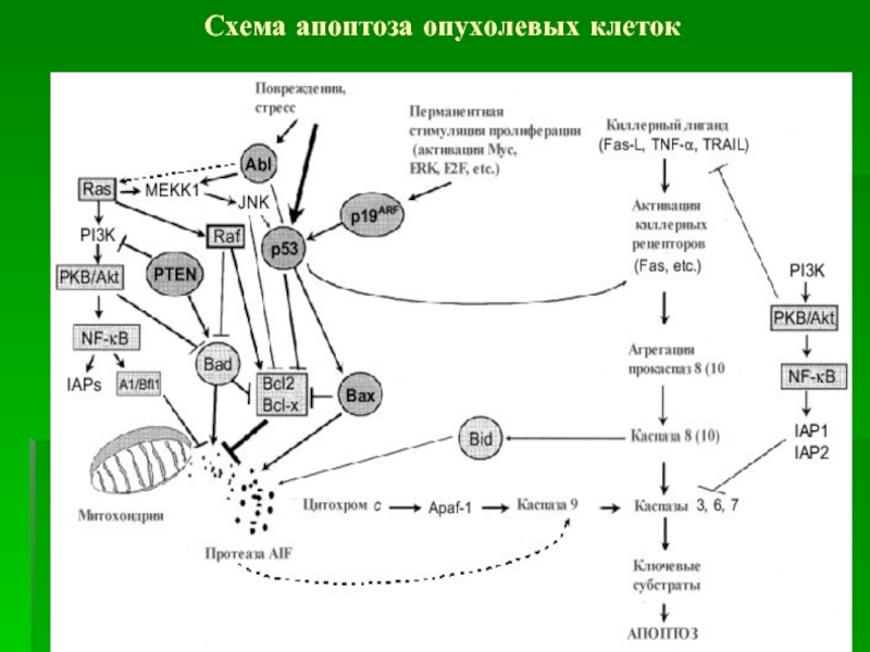 Схема апоптоза опухолевых клеток