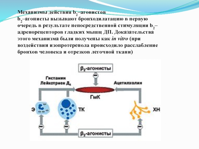 Действие б. B2 агонисты механизм действия. Механизм действия бета 2 агонистов. В 2 агонисты механизм действия. Механизм действия в2 агонистов.