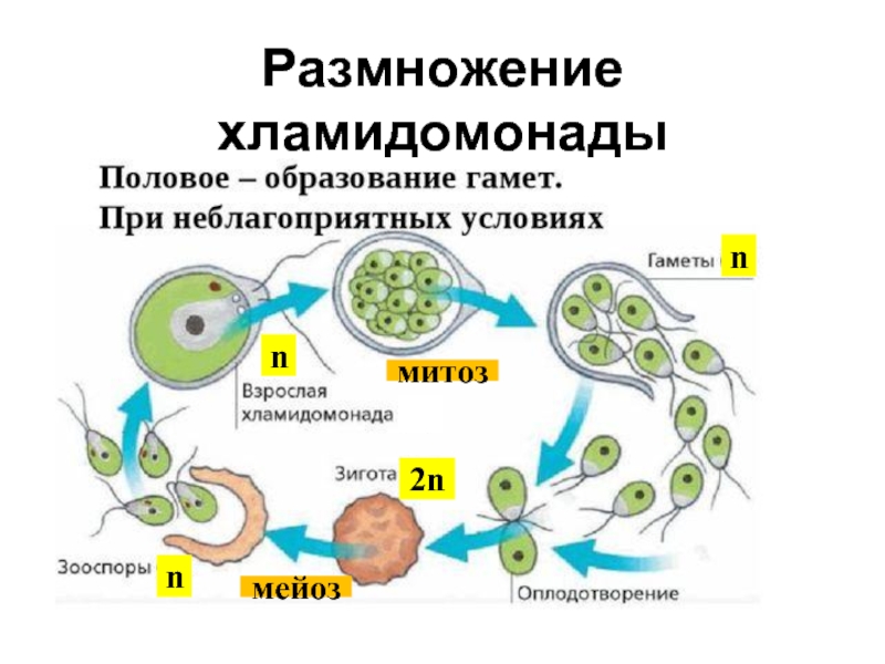 Подпишите основные этапы на схеме размножения хламидомонады