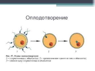 Оплодотворение. Типы оплодотворения