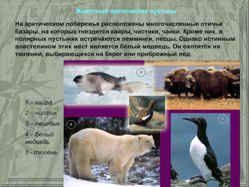 Животный мир природной зоны арктические пустыни. Арктическая пустыня животные. Животный мир арктической пустыни. Животные и растения арктических пустынь. Животные в арктических пустынях.