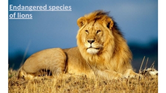 Endangered species of lions