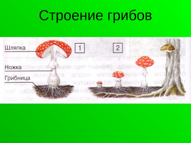 Схема гриба. Строение гриба. Гриб и его строение. Царство грибы строение. Строение мухомора.