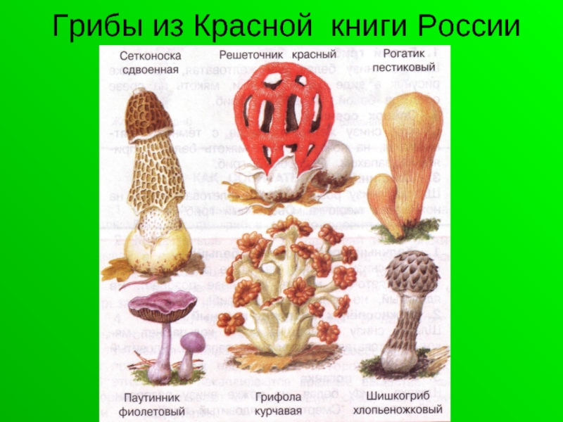 Картинки из красной книги грибы