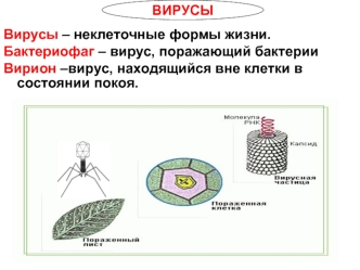 Вирусы. Разнообразие вирусов