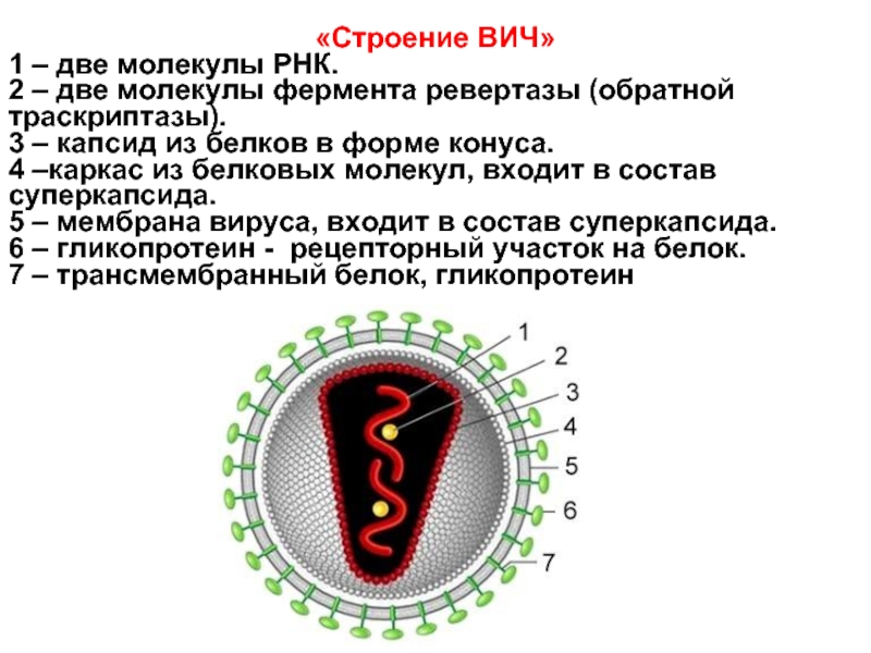 Вич содержит. Структура вириона вируса СПИДА. ВИЧ структура вириона. Вирус иммунодефицита человека ВИЧ строение. Строение ВИЧ вируса схема.