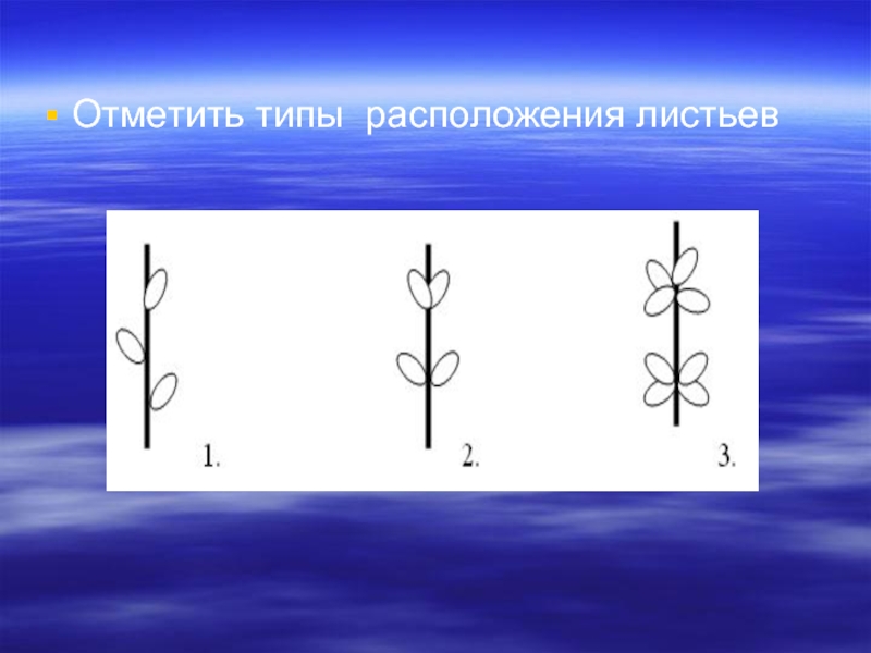 Отметьте на листе. Типы расположения.