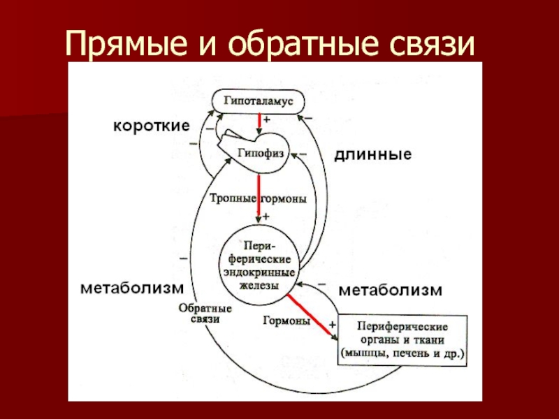 Секрецию гормонов осуществляют