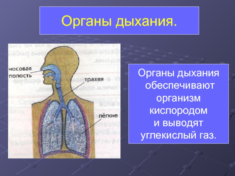 Презентация органы дыхания 3 класс