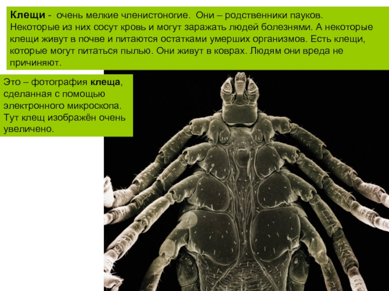 Очень увеличено. Мелкие Членистоногие обитающие в почве. Родственники пауков. Членистоногие питающиеся пылью дома. Клещи которые часть времени проводит в почве.