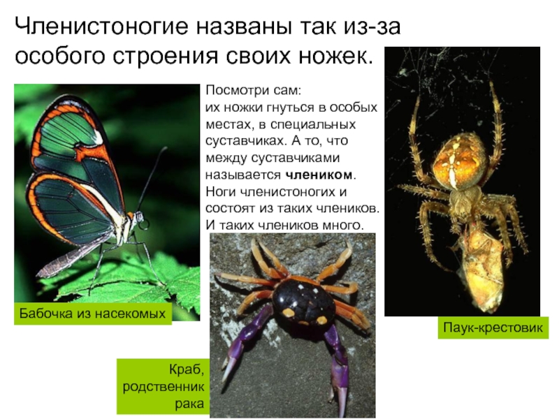 Презентация про членистоногих