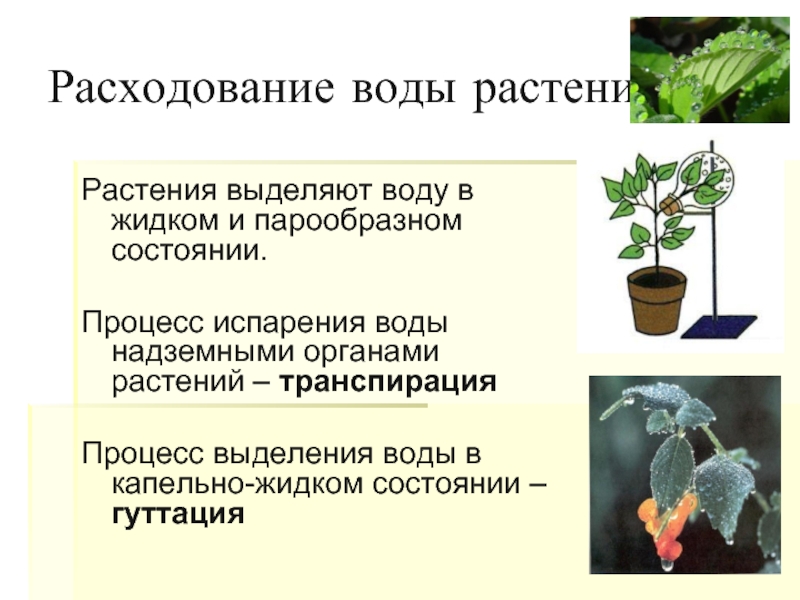 Доклад: Изучение органов растений