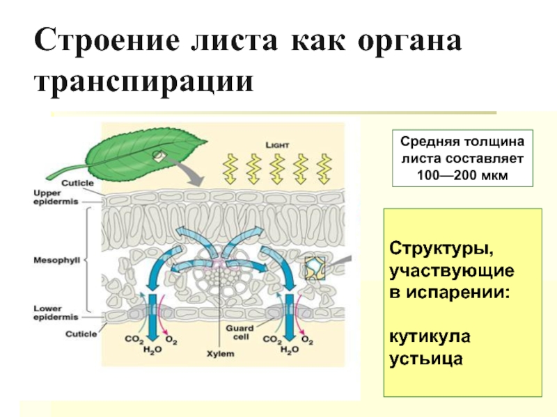 Интенсивность транспирации листьев