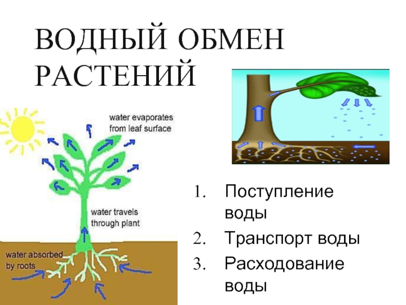 Как происходит поступление воды в лист. Водный обмен растений. Испарение воды растениями. Поступление воды в растение. Процесс испарения воды листьями.