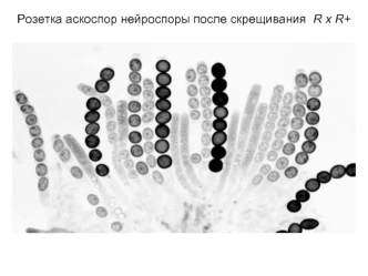 Розетка аскоспор нейроспоры после скрещивания  R x R+