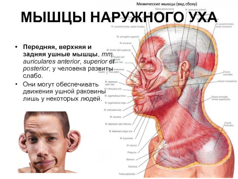 МЫШЦЫ НАРУЖНОГО УХА Передняя, верхняя и задняя ушные мышцы, mm. auriculares anterior,