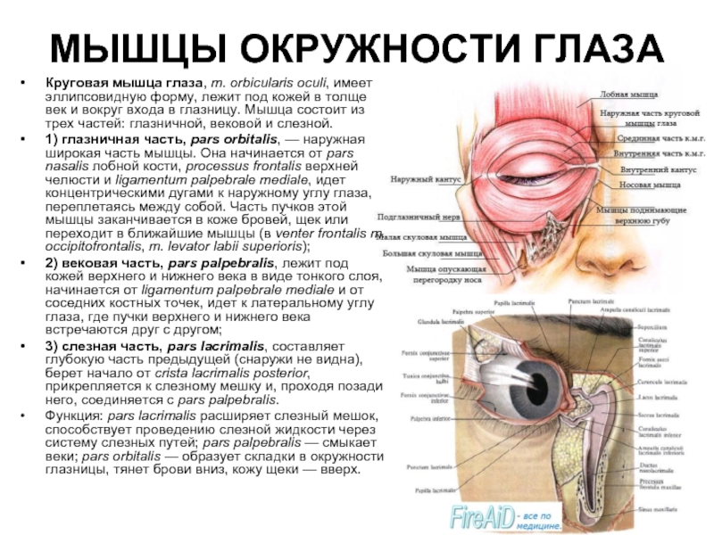 МЫШЦЫ ОКРУЖНОСТИ ГЛАЗА Круговая мышца глаза, m. orbicularis oculi, имеет эллипсовидную форму, лежит