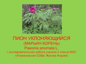 ПИОН УКЛОНЯЮЩИЙСЯ(МАРЬИН КОРЕНЬ)Paeonia anomala L.( исследовательская работа ученика 4 класса МОУ Атамановская СОШ Жукова Андрея)