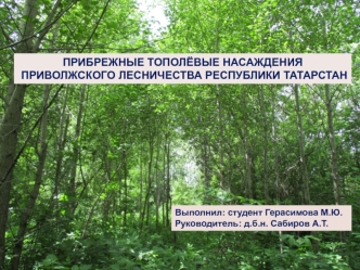 Оценка состояния и продуктивности, тополевых насаждений в условиях Приволжского лесничества Республики Татарстан