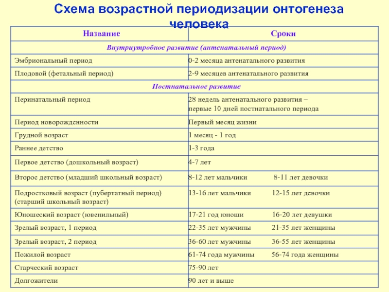 Схема развития онтогенеза