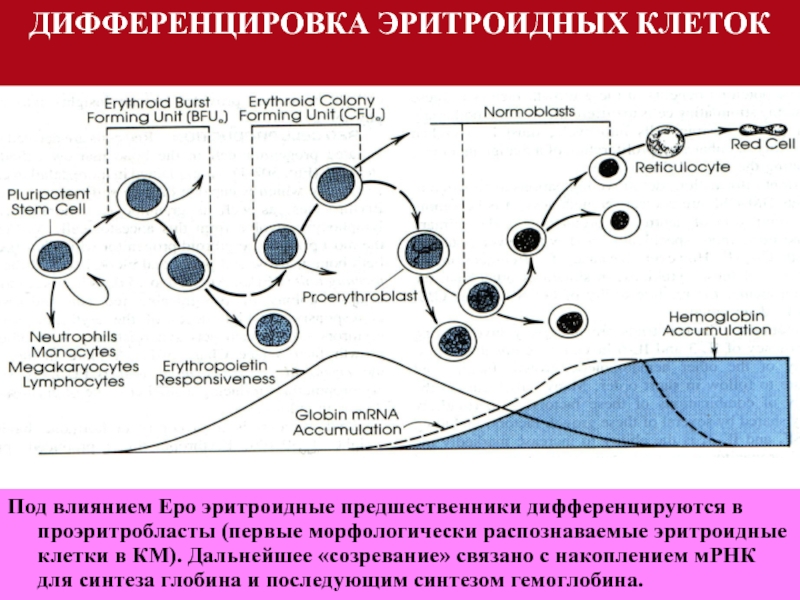 Дифференцировка клеток презентация