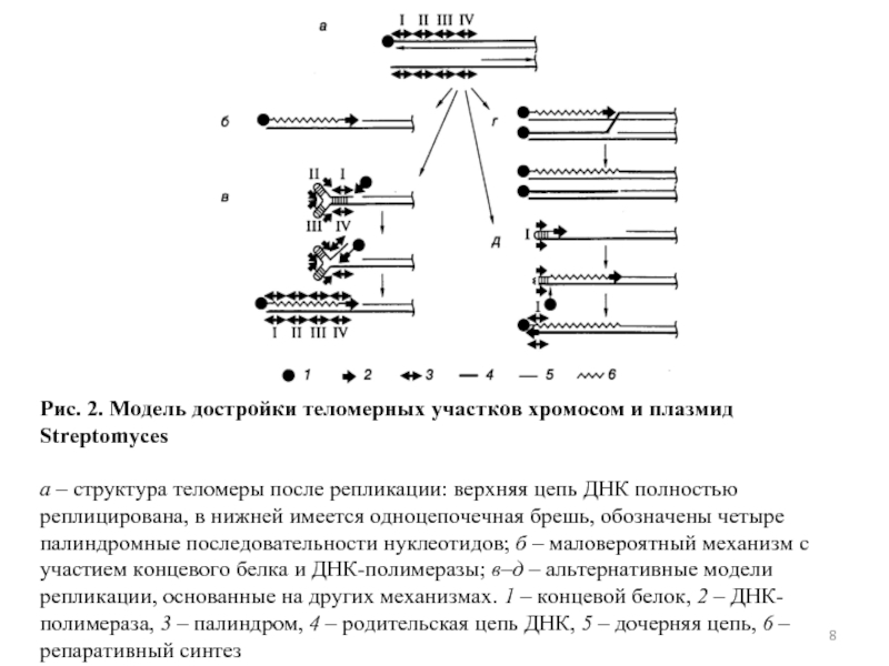 Линейные хромосомы