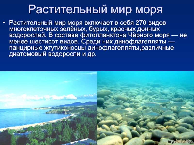 Черное море проект