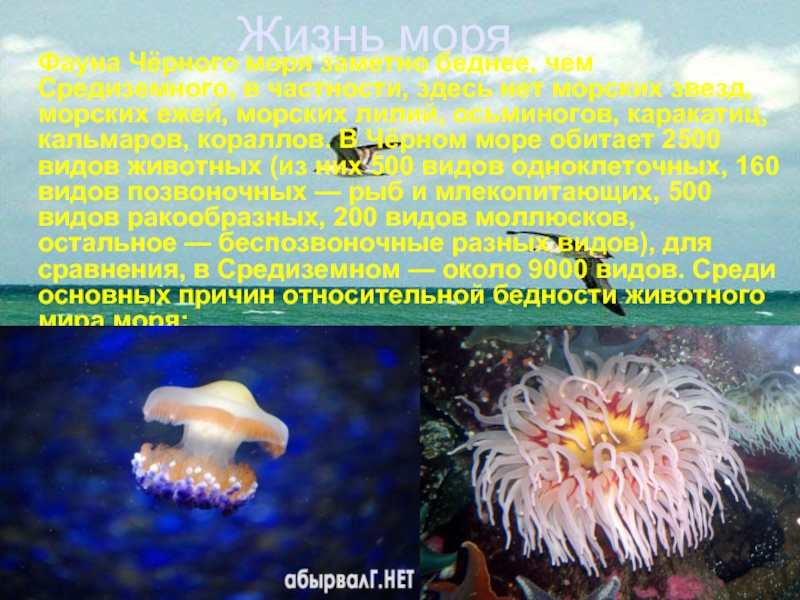 Проект у черного моря окружающий мир 4 класс