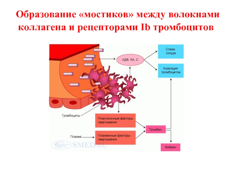 Активация тромбоцитов схема