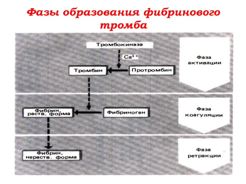 Схема образования фибринового тромба